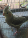 Cockatiel Bird gray single female